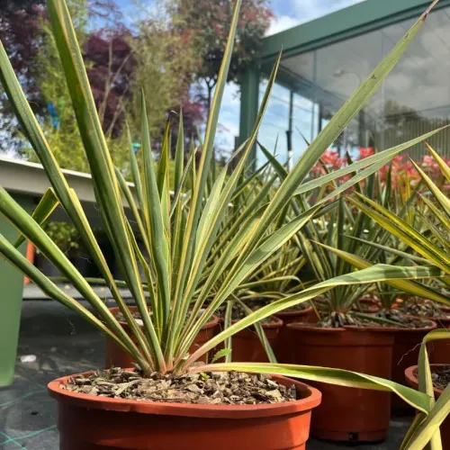 Yucca Filamentosa Bright Edge, planta decorativa cu aspect exotic 40-50 cm 