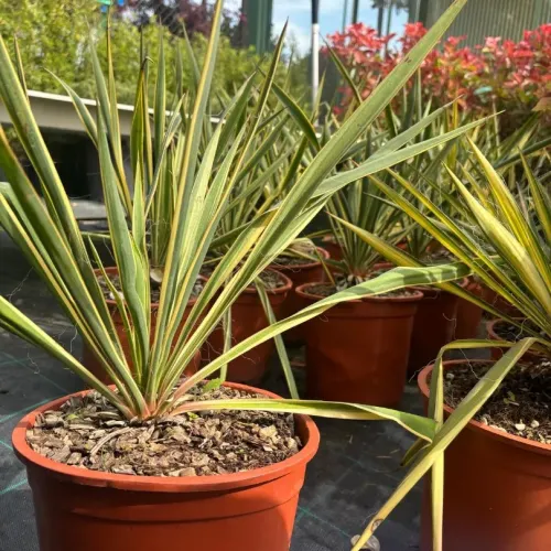 Yucca Filamentosa Bright Edge, planta decorativa cu aspect exotic 40-50 cm 