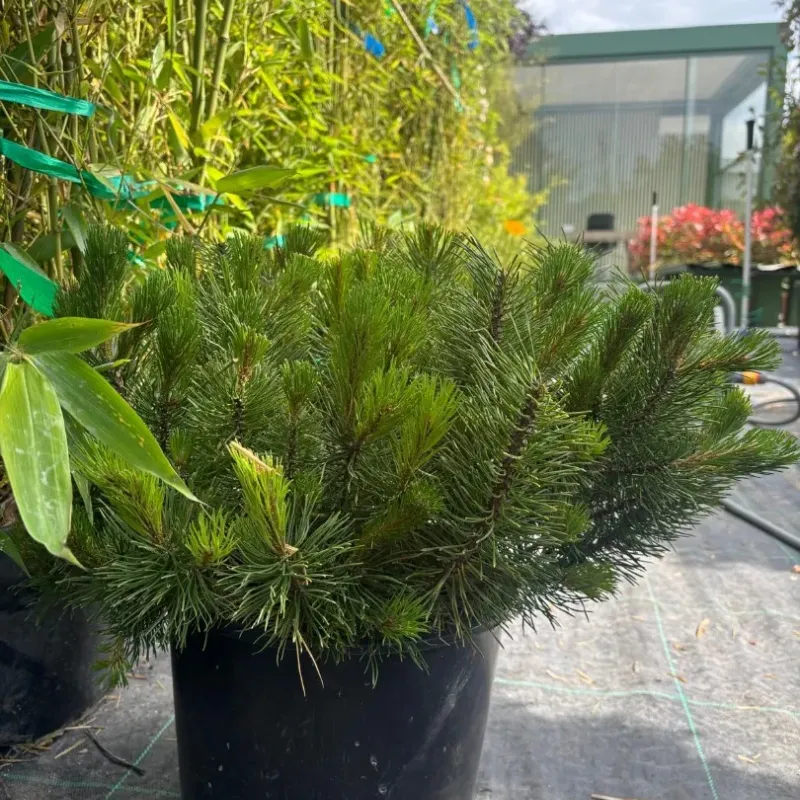 Pinus Mugo (Mughus) 35-40 CM Pinus Mugo (Mughus) 35-40 CM