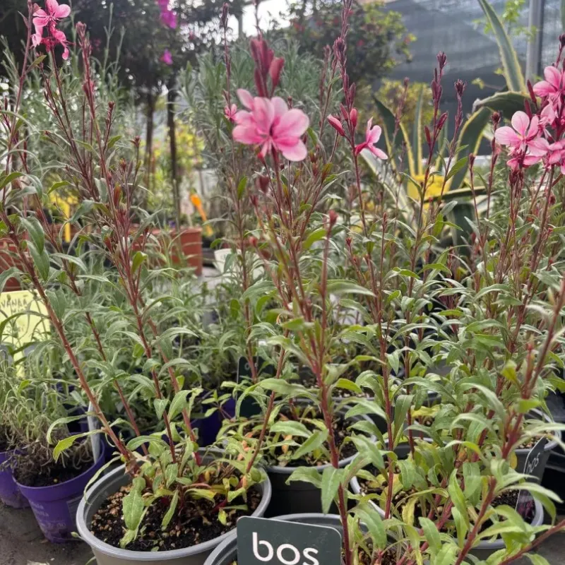 Gaudi Rose (Floarea Albinei) 