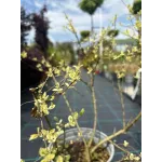 Ligustrum ibota ‘Musli’