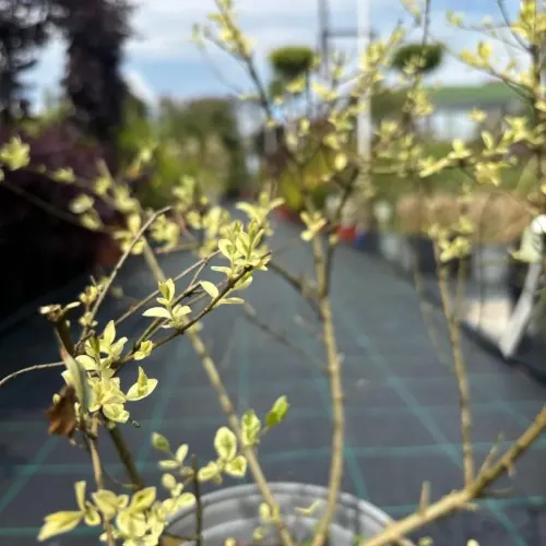Ligustrum ibota ‘Musli’