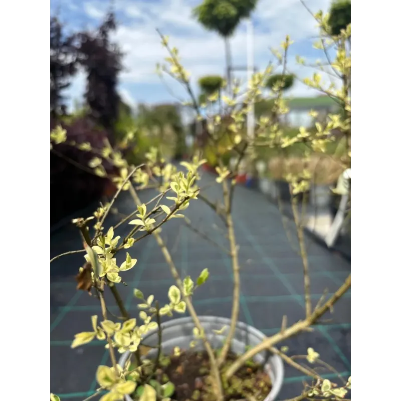 Ligustrum ibota ‘Musli’