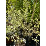 Ligustrum ibota ‘Musli’
