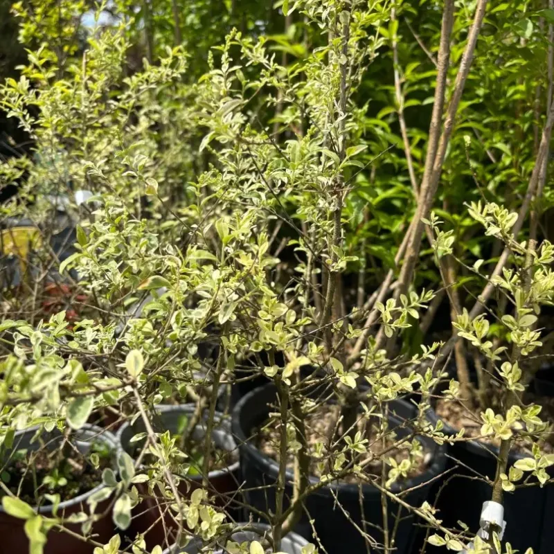 Ligustrum ibota ‘Musli’