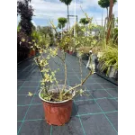Ligustrum ibota ‘Musli’