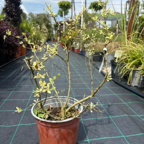 Ligustrum ibota ‘Musli’