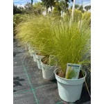 Stipa Pony 15-20 cm