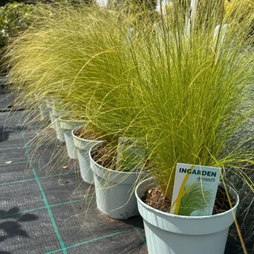 Festuca Stipa Pony 15-20 cm - iarba decorativa