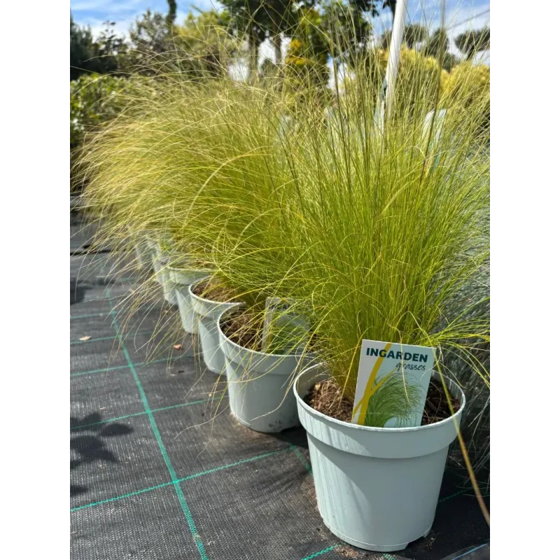 Festuca Stipa Pony 15-20 cm - iarba decorativa