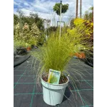 Stipa Pony 15-20 cm Stipa Pony 15-20 cm