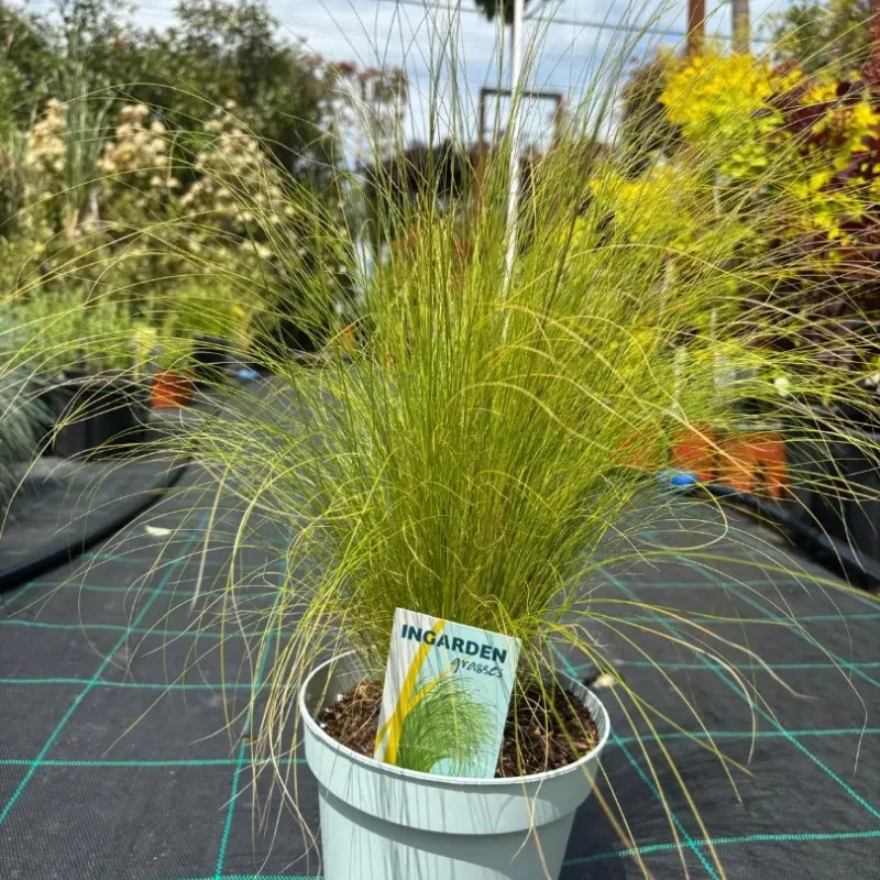 Stipa Pony 15-20 cm Stipa Pony 15-20 cm