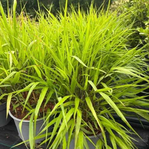 Hakonechloa macra - Iarba japoneza, 20/40 cm