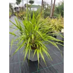 Hakonechloa macra - Iarba japoneza, 20/40 cm Hakonechloa macra - Iarba japoneza, 20/40 cm