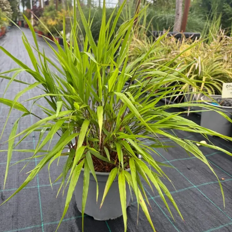 Hakonechloa macra - Iarba japoneza, 20/40 cm Hakonechloa macra - Iarba japoneza, 20/40 cm