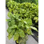 Aucuba japonica variegata , 60/80 cm Aucuba japonica variegata , 60/80 cm