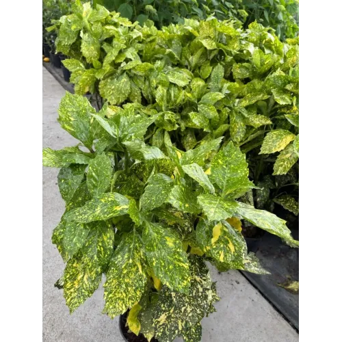Aucuba japonica variegata , 60/80 cm