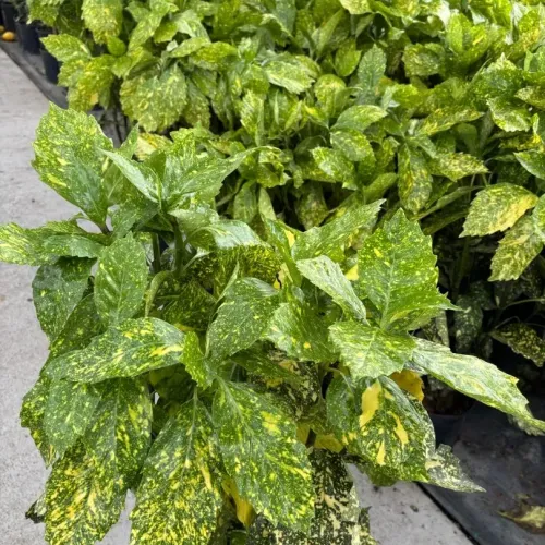 Aucuba japonica variegata , 60/80 cm