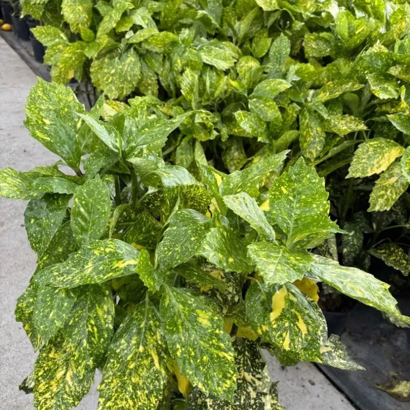 Aucuba japonica variegata , 60/80 cm Aucuba japonica variegata , 60/80 cm
