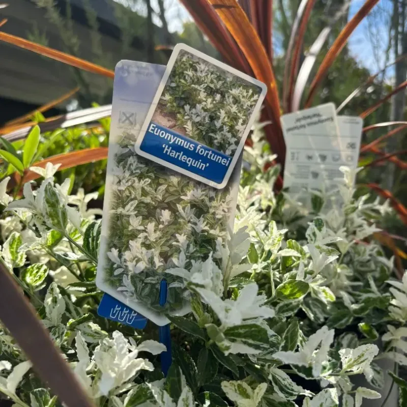 Euonymus fortunei Harlequin 20/40 cm