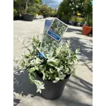 Euonymus fortunei Harlequin 20/40 cm