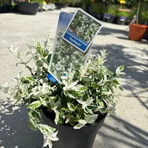 Euonymus fortunei Harlequin 20/40 cm
