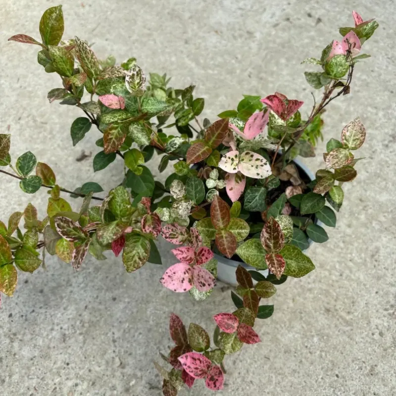 Iasomie Trachelospermum asiaticum - iasomie mica 