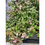Iasomie Trachelospermum asiaticum - iasomie mica Iasomie Trachelospermum asiaticum - iasomie mica