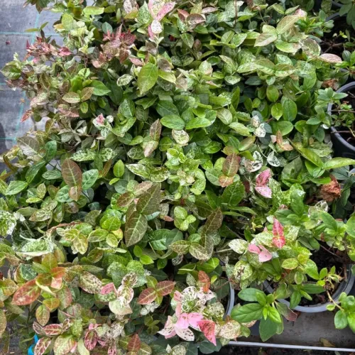 Iasomie Trachelospermum asiaticum - iasomie mica Iasomie Trachelospermum asiaticum - iasomie mica
