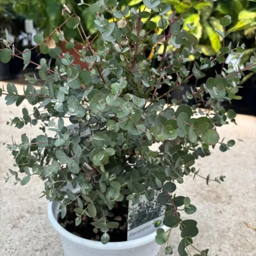 Eucalyptus gunnii - Eucalipt (gumă de cidru) 