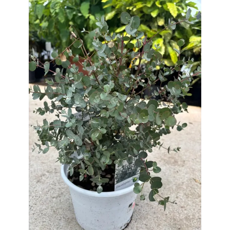 Eucalyptus gunnii - Eucalipt (gumă de cidru) 