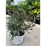 Eucalyptus gunnii - Eucalipt (gumă de cidru) 
