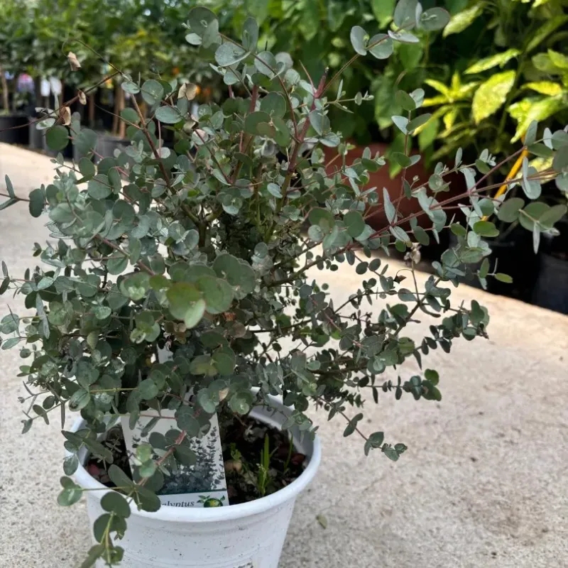 Eucalyptus gunnii - Eucalipt (gumă de cidru) 