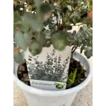 Eucalyptus gunnii - Eucalipt (gumă de cidru) 