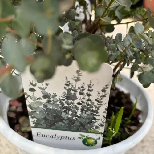 Eucalyptus gunnii - Eucalipt (gumă de cidru) 