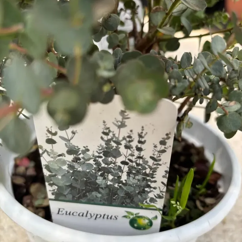 Eucalyptus gunnii - Eucalipt (gumă de cidru) 