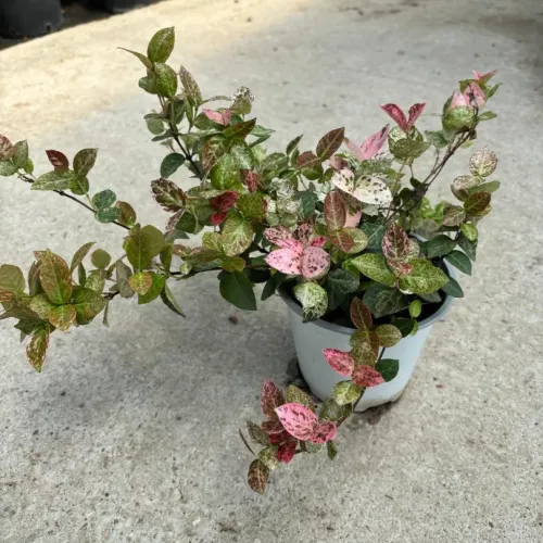 Iasomie Trachelospermum asiaticum - iasomie mica 