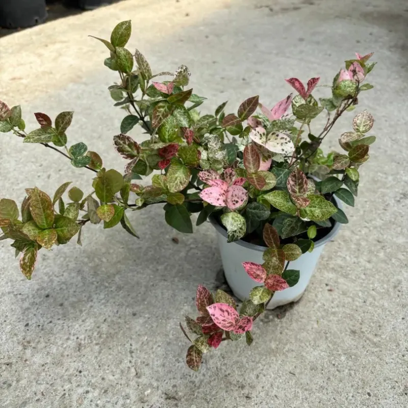 Iasomie Trachelospermum asiaticum - iasomie mica Iasomie Trachelospermum asiaticum - iasomie mica