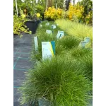 Festuca Amigreen - iarba decorativa mica 