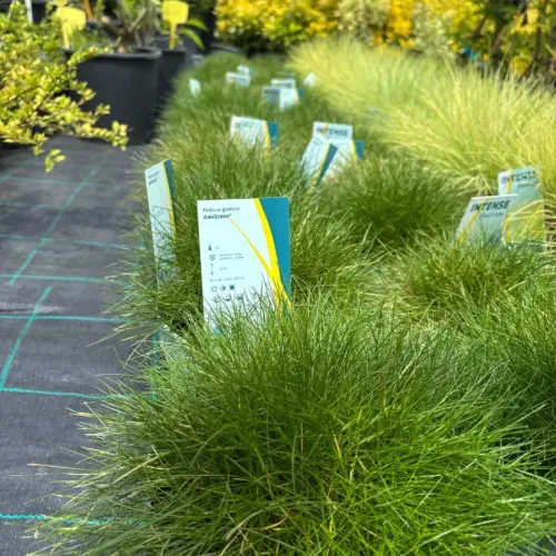 Festuca Amigreen - iarba decorativa mica 