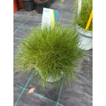 Festuca Amigreen - iarba decorativa mica Festuca Amigreen - iarba decorativa mica