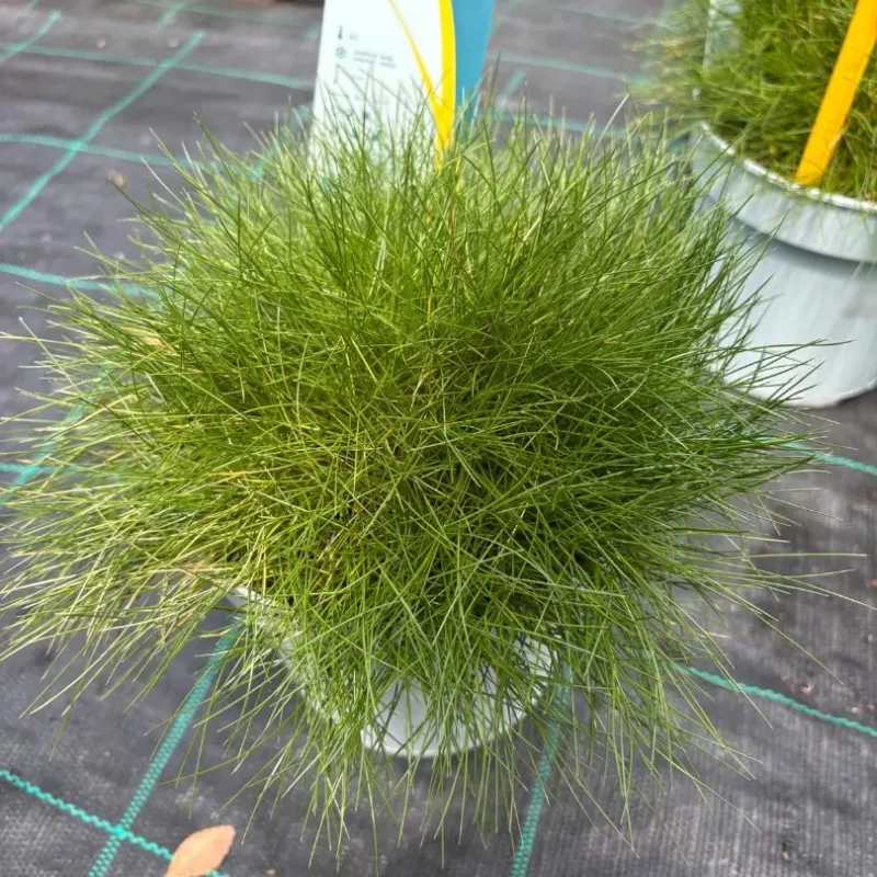 Festuca Amigreen - iarba decorativa mica Festuca Amigreen - iarba decorativa mica