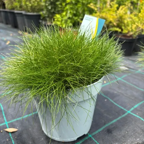 Festuca Amigreen - iarba decorativa mica 