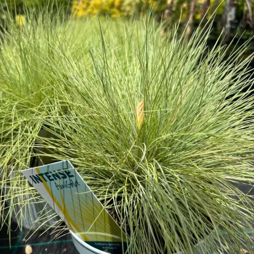 Festuca Amigold - iarba decorativa mica 