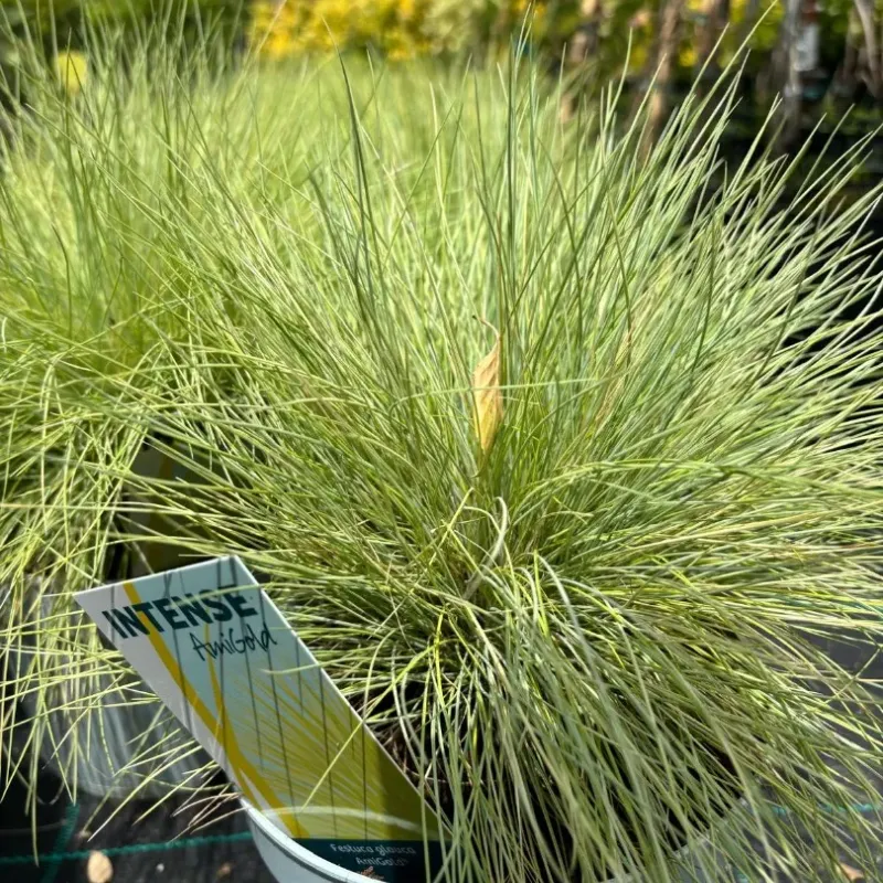 Festuca Amigold - iarba decorativa mica 
