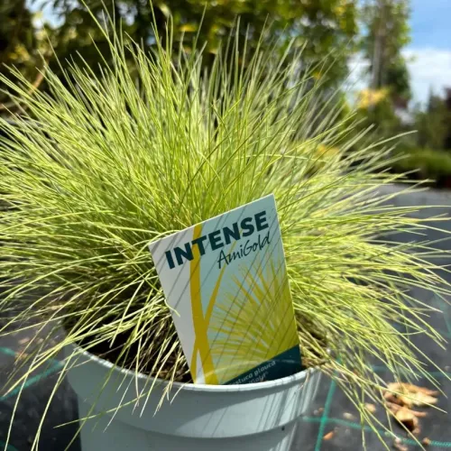 Festuca Amigold - iarba decorativa mica 