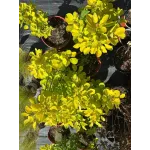 Cotinus Golden Spirit