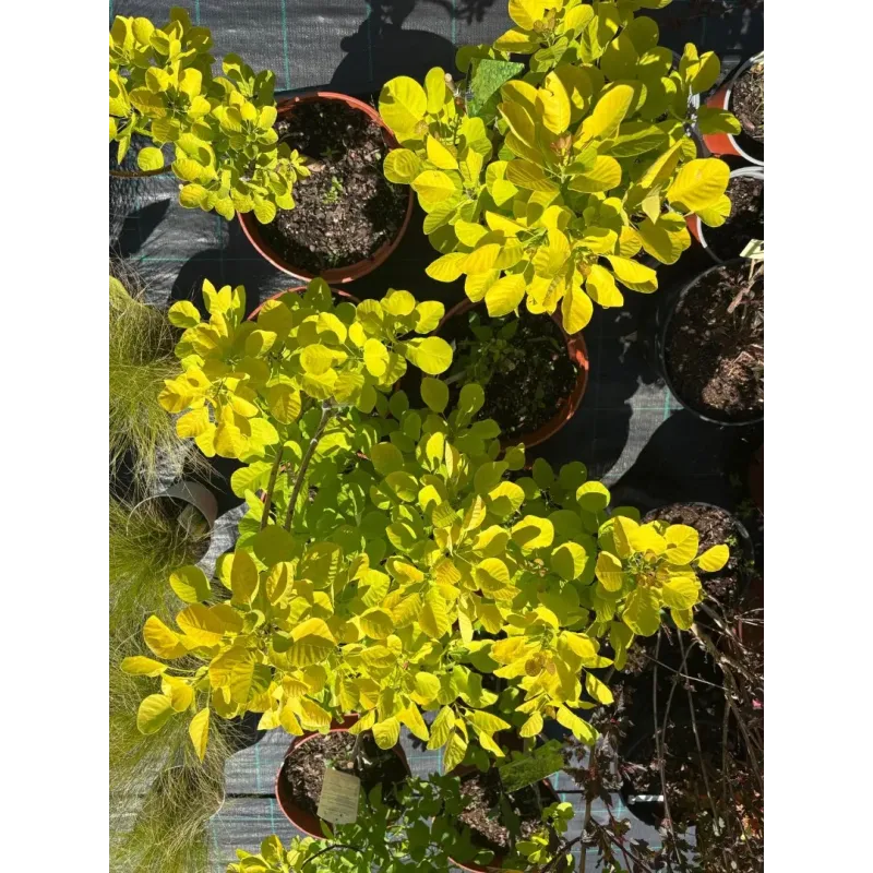 Cotinus Golden Spirit 60-80 cm