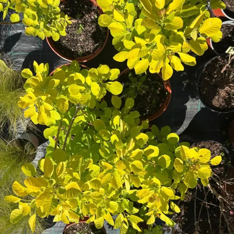 Cotinus Golden Spirit