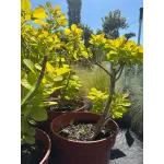 Cotinus Golden Spirit Cotinus Golden Spirit